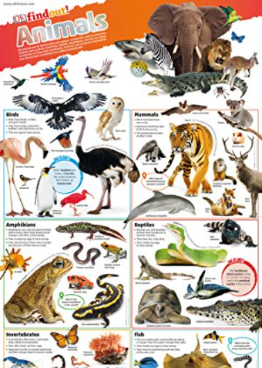 DKfindout! Animals Poster